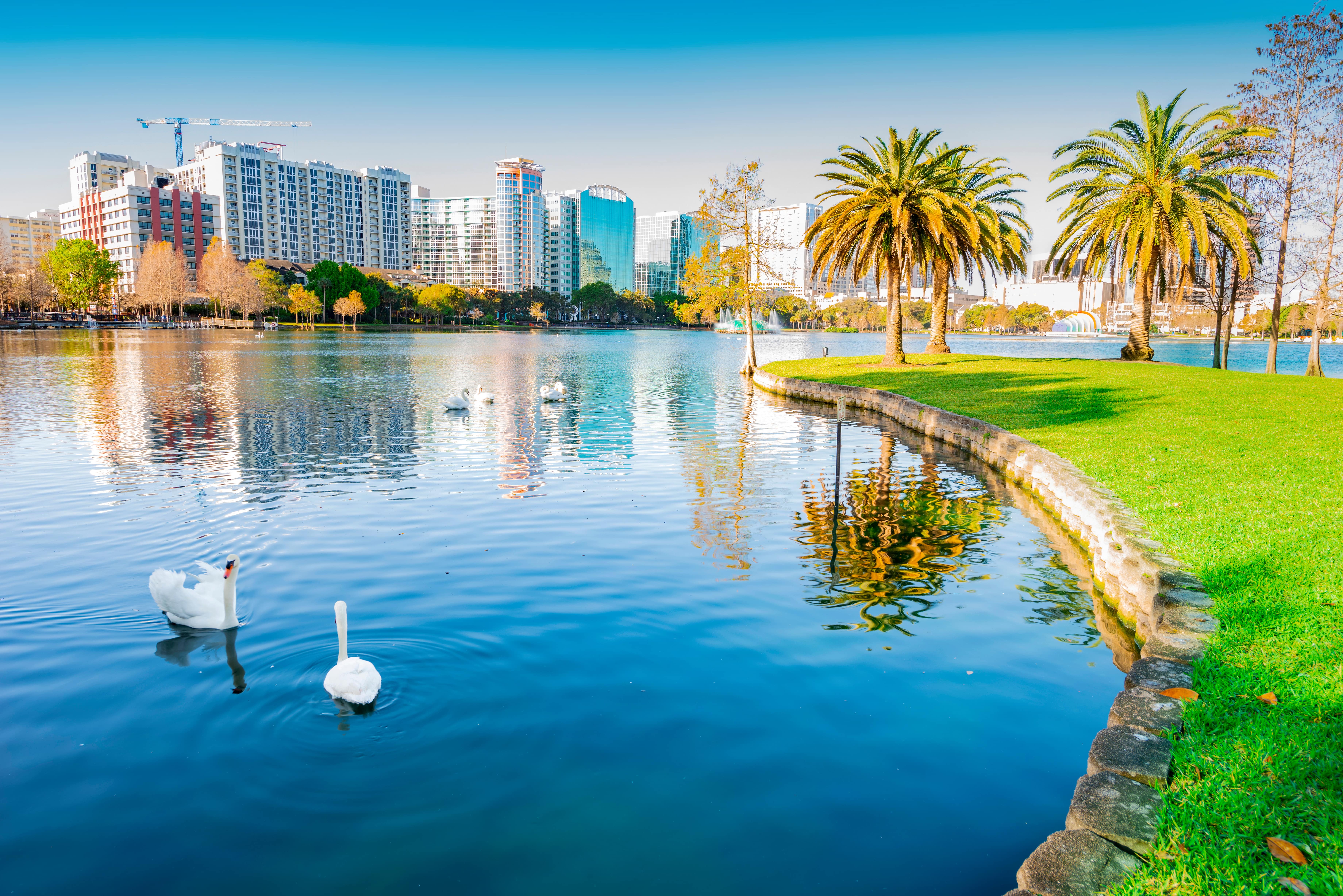 A scenic view of Lake Eola Park in downtown Orlando, featuring swans gliding across the water, lush greenery, and the city skyline reflecting on the lake’s surface. Palm trees frame the scene, adding to the tranquil atmosphere.