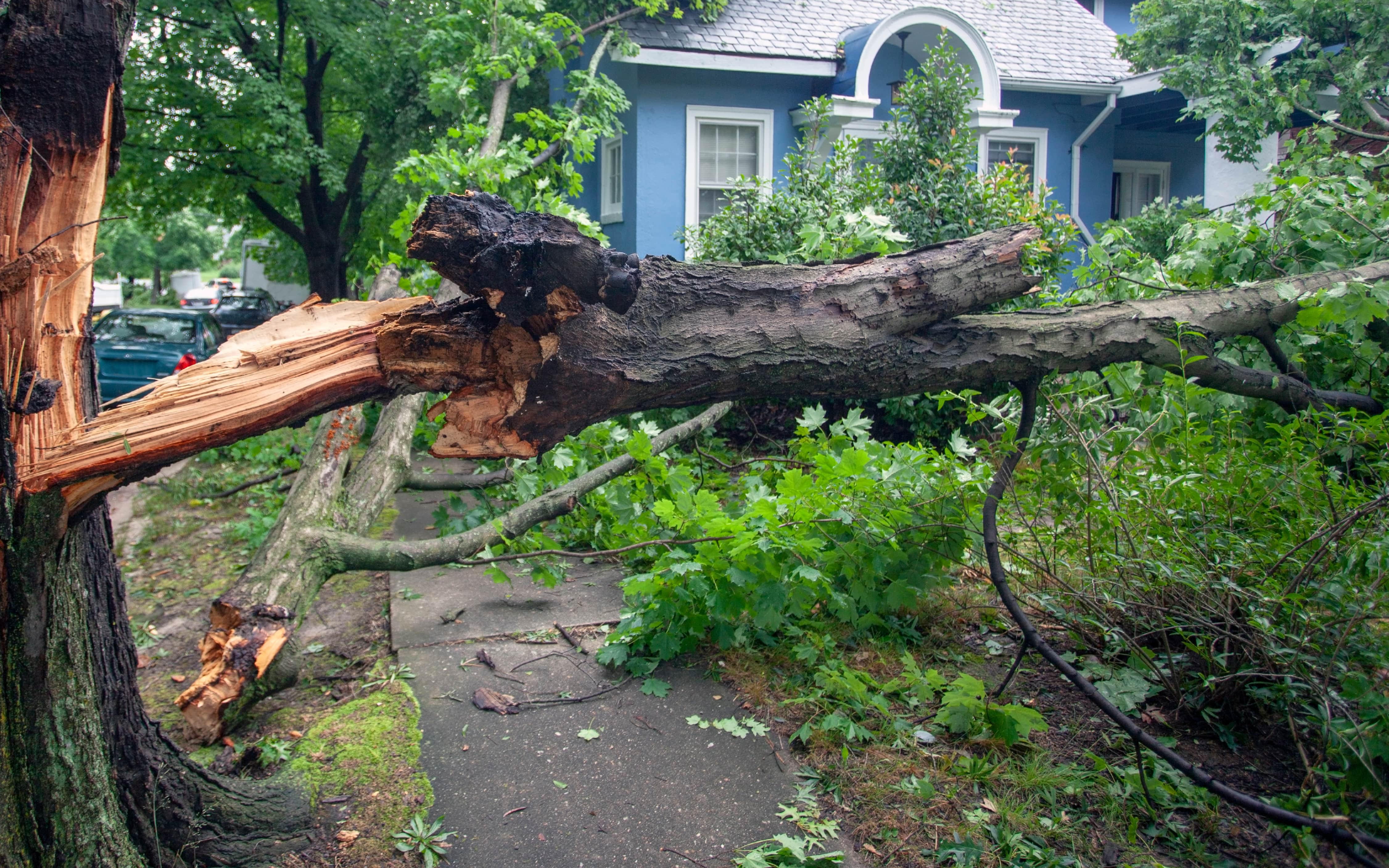 A large tree has been snapped and fallen across the front yard of a home, partially blocking the sidewalk. The scene suggests storm damage, with branches and debris scattered around.