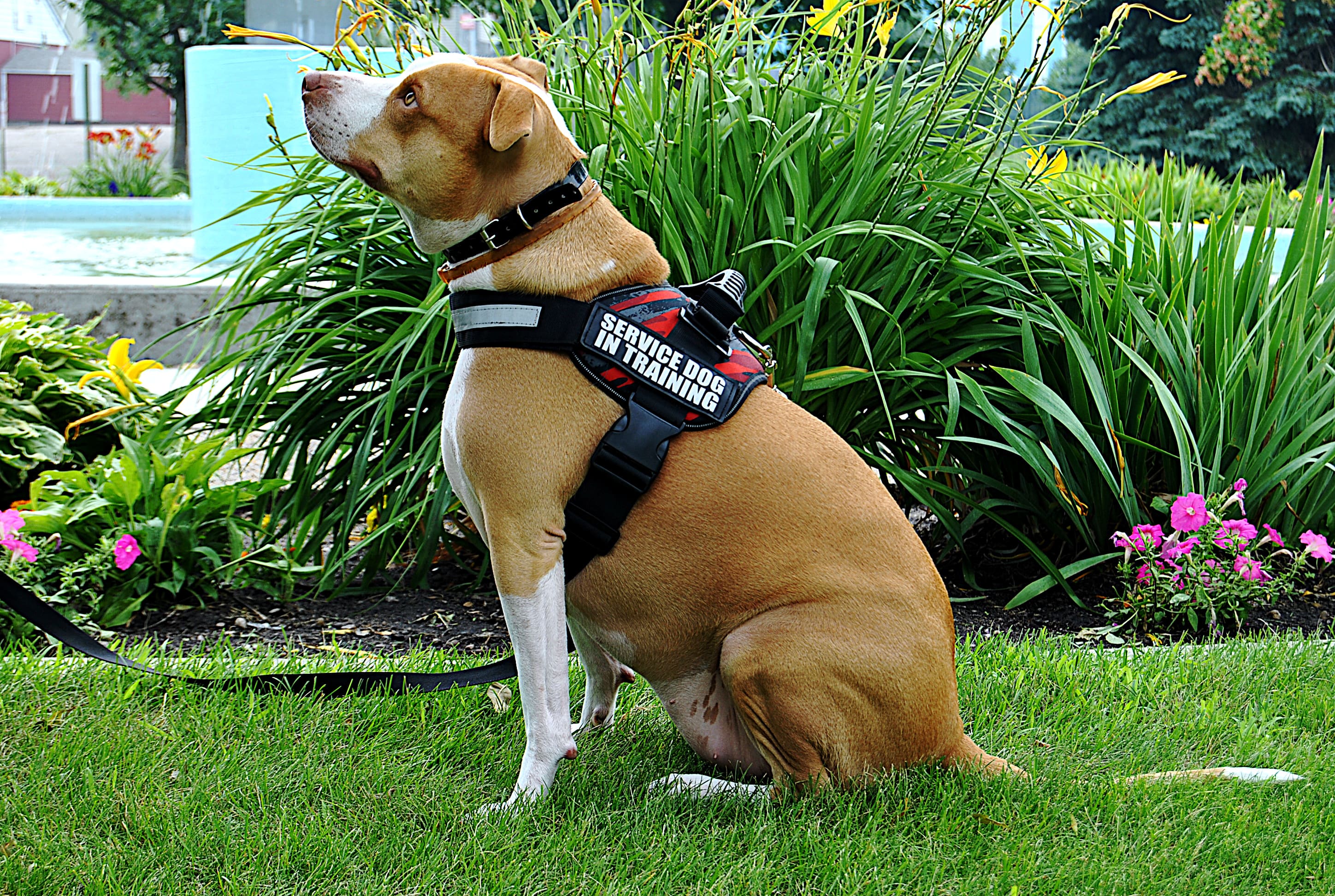 Tan and white dog sitting on grass wearing a ‘Service Dog in Training’ vest, surrounded by green plants and colorful flowers