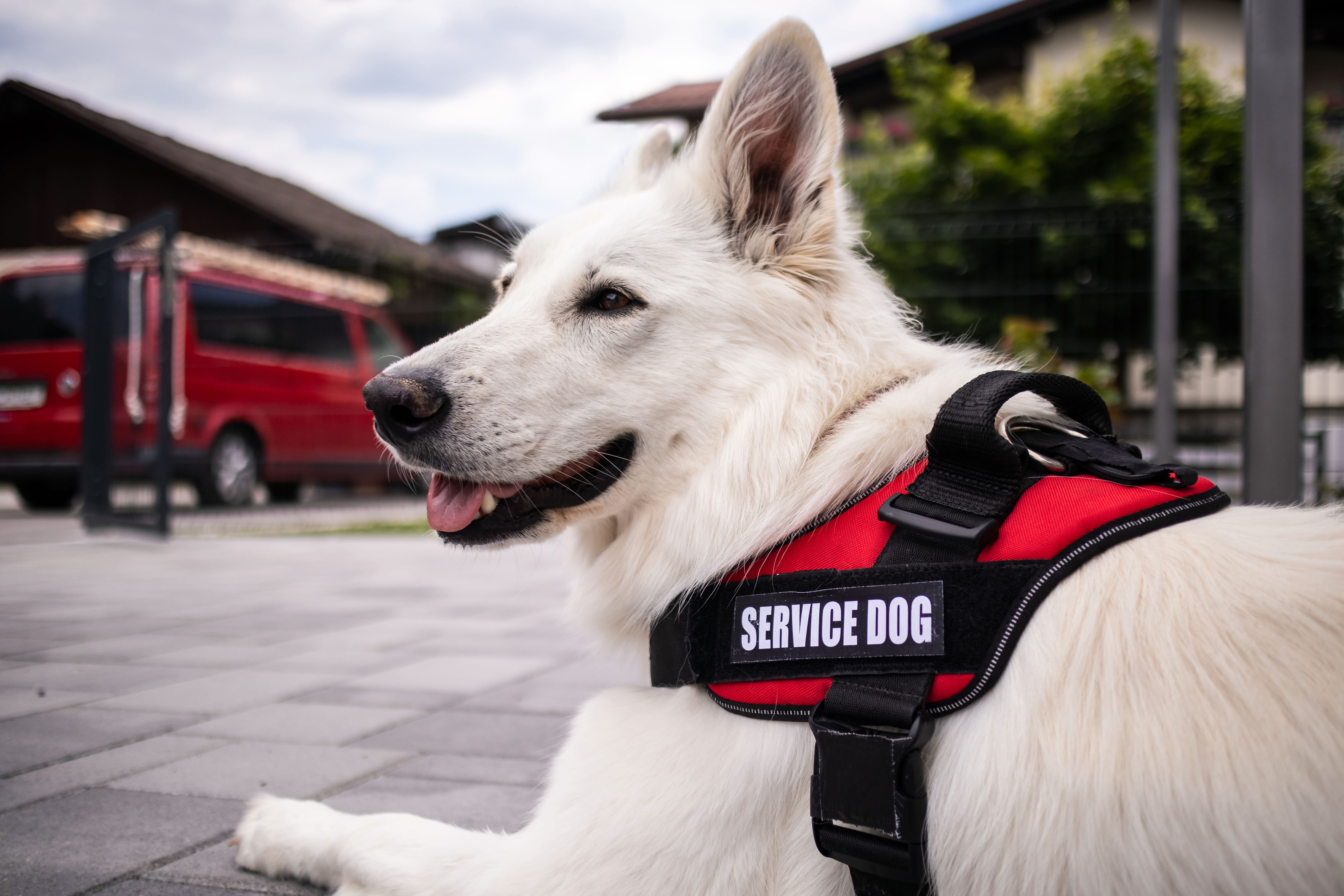 Emotional support animal sitting with owner