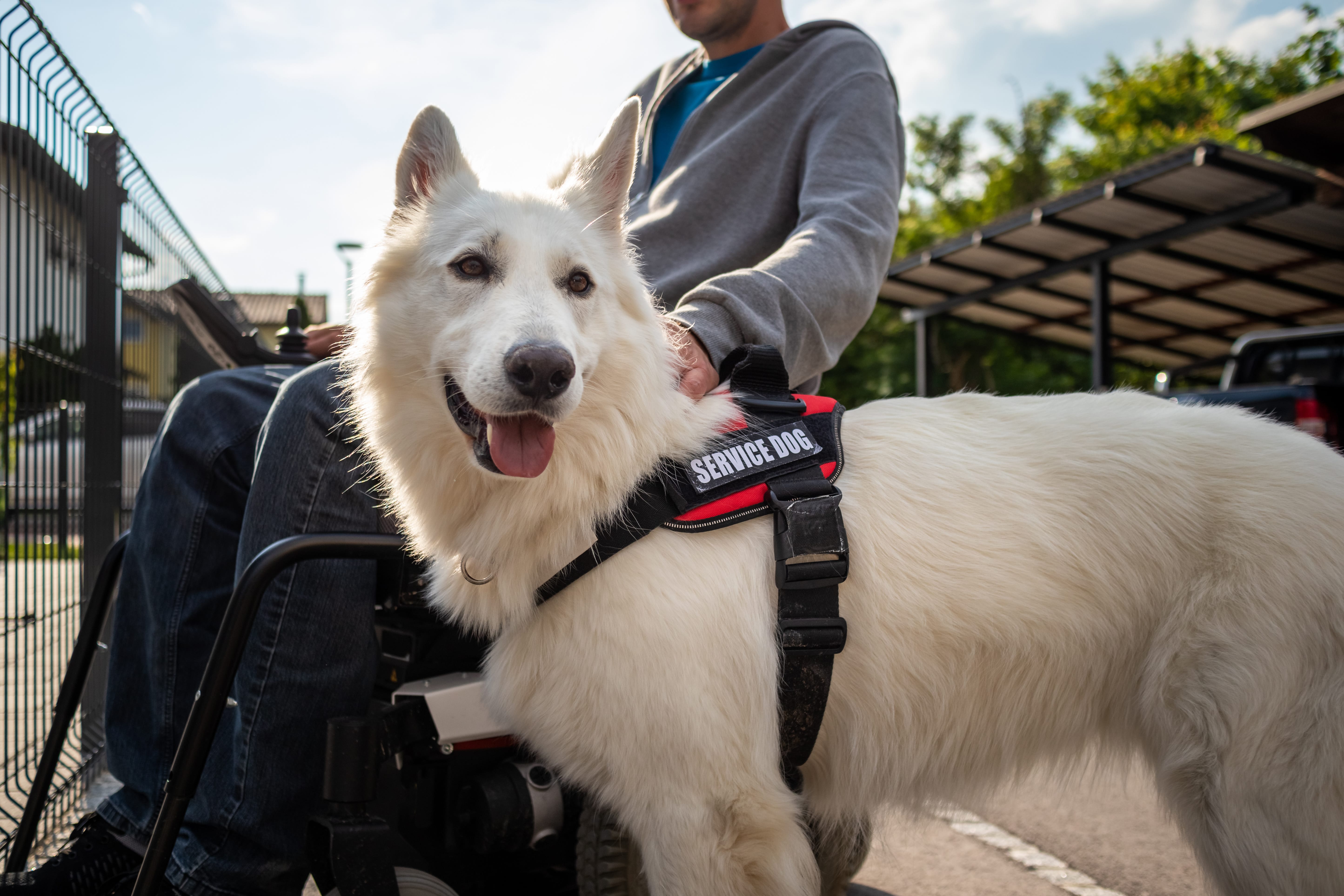 White service dog standing beside a person in a wheelchair, wearing a ‘Service Dog’ vest with a friendly expression in an outdoor setting.