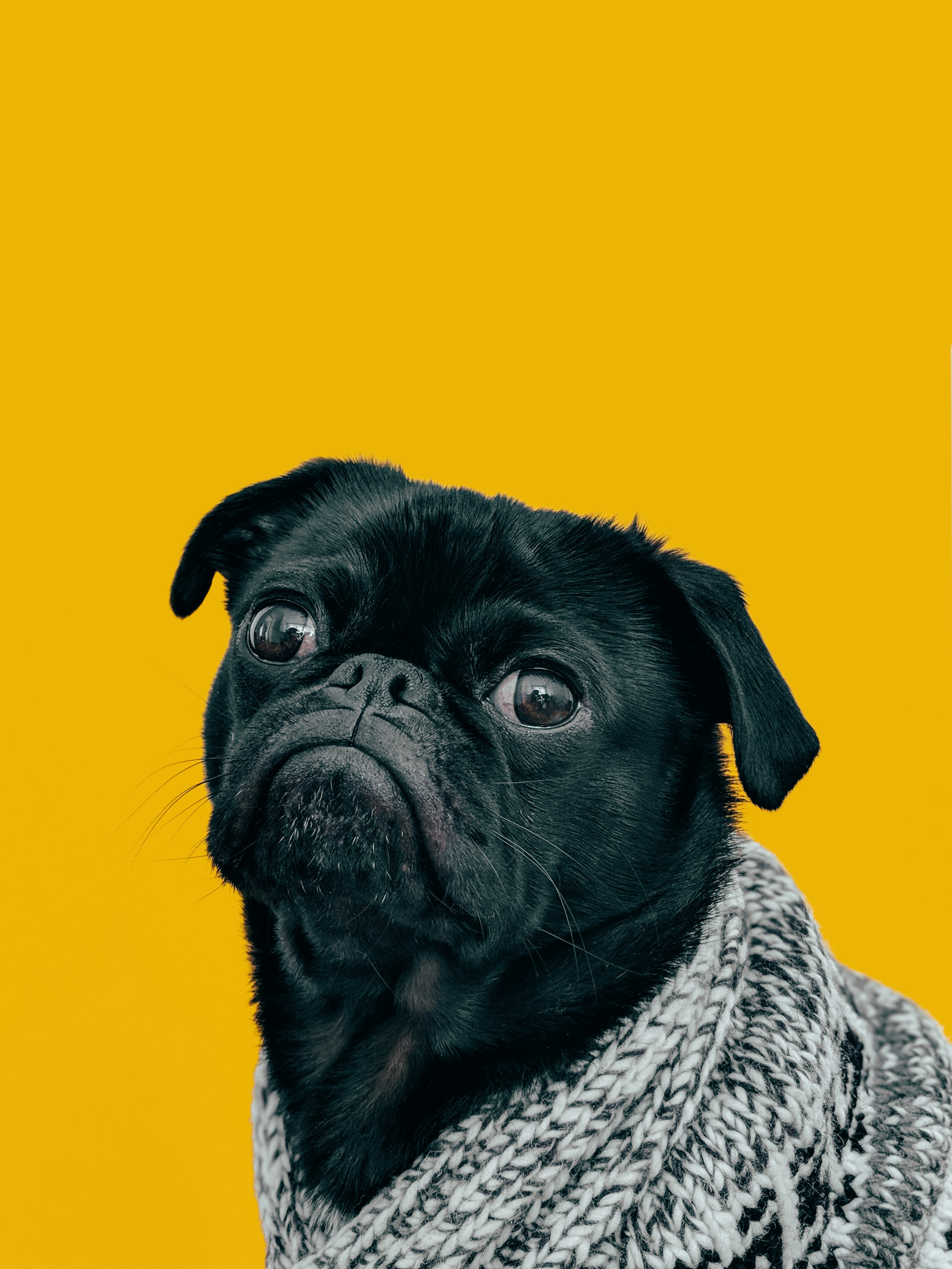 A black pug wearing a cozy knit sweater, sitting against a vibrant yellow background with a serious yet adorable expression.